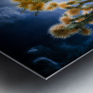 Celestial Glow Through Joshua Limbs Metal print