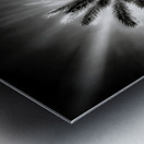 Halo of Fronds Metal print