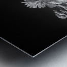 Saint Marys Park Metal print