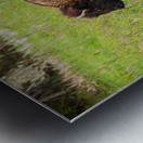 Bison Tales: Spirit of the Bison Metal print