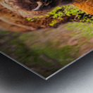 Bison Tales: Got an Itch Metal print