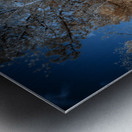 Golden Aspen Metal print