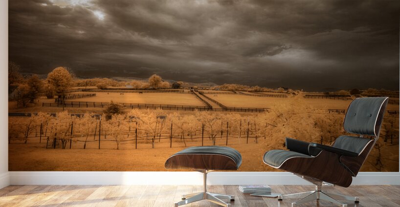 Golden Vineyard Wall Murals