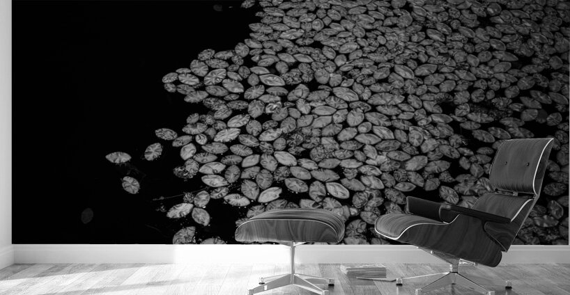 Lily Pad Dance Wall Murals