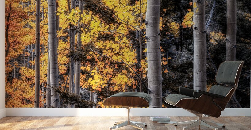 Warmth Amidst the Shadows Wall Murals