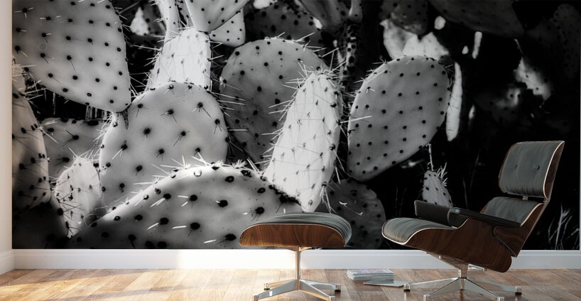 Textures of the Desert Wall Murals