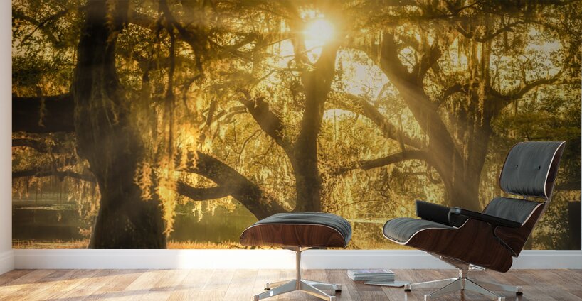 Golden Oak Light Wall Murals