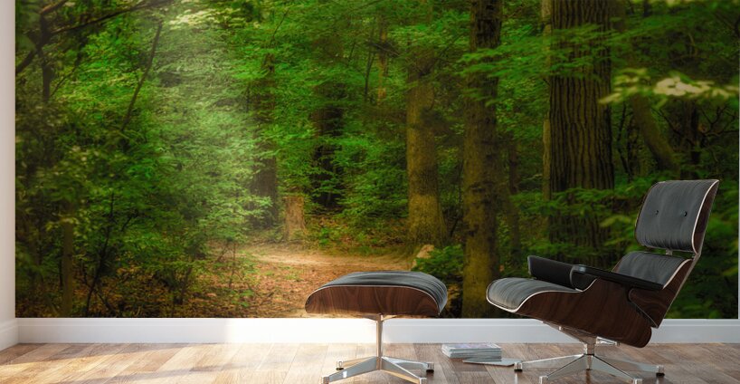 Solitary Trails: Rays on a Path at Killens Pond State Park Wall Murals