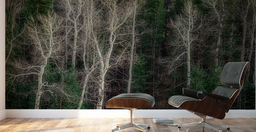 Mueller Aspen Series: Twilight Whispers Wall Murals