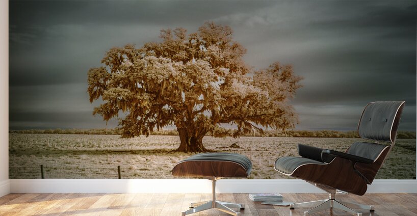 Southern Sentinel: Live Oaks Dream Wall Murals