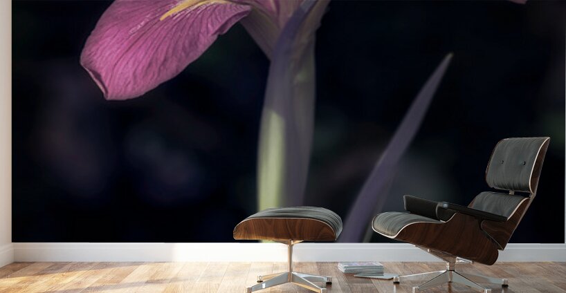 Pink Petals Eloquent Contrast Wall Murals