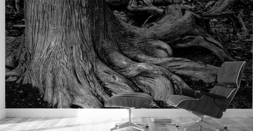 Roots of the Ancient Shore Wall Murals