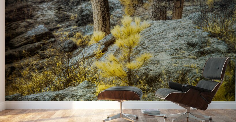 Solitude Amidst Serenity: The Lone Pine Tree by the Lake Wall Murals