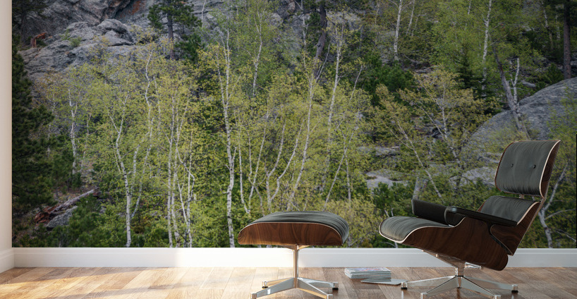 Apsen Grove on a Hill Wall Murals