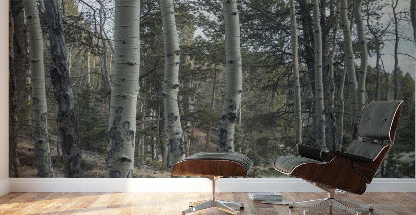 Mueller Aspen Series: Aspen Tree Trail Wall Murals