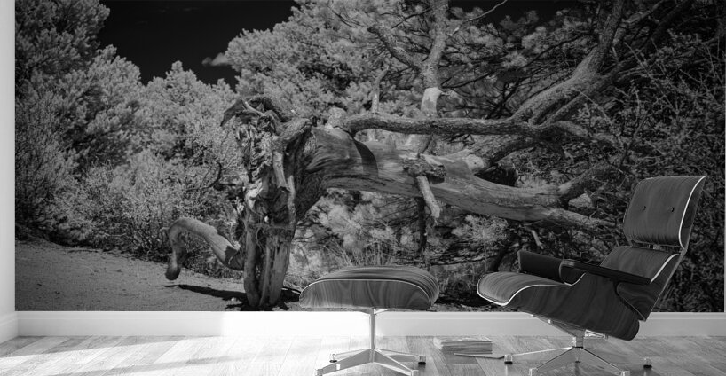 Mountain Guardians Rest Wall Murals