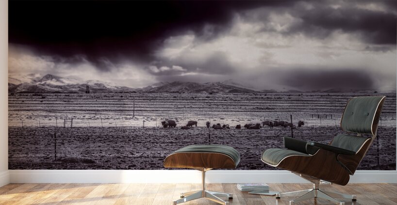 Stormy Bison Territory Wall Murals