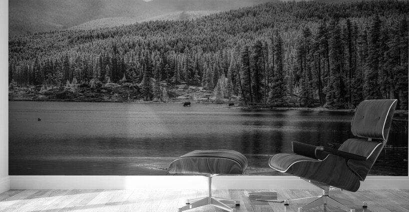 Wilderness Elegance: Moose in Rocky Mountain Park Wall Murals