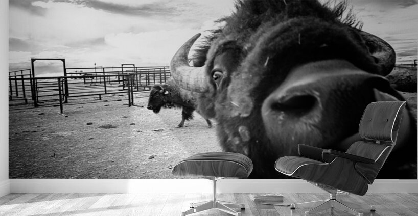 Hello: A Bison’s Surprise Greeting Wall Murals