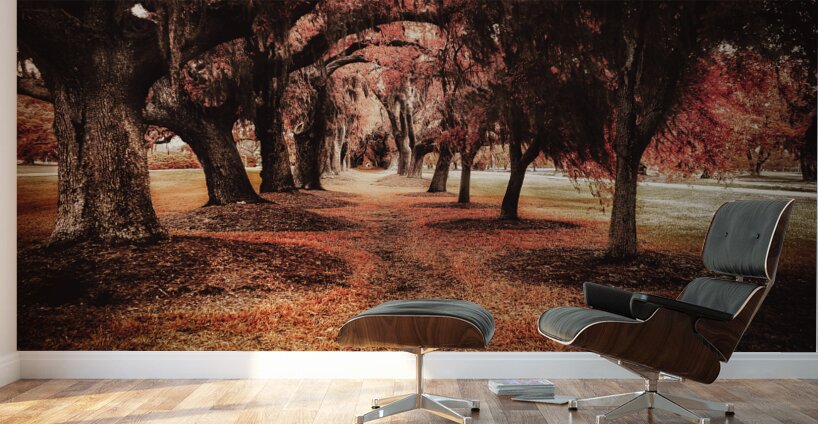 Crimson Avenue of Oaks Wall Murals