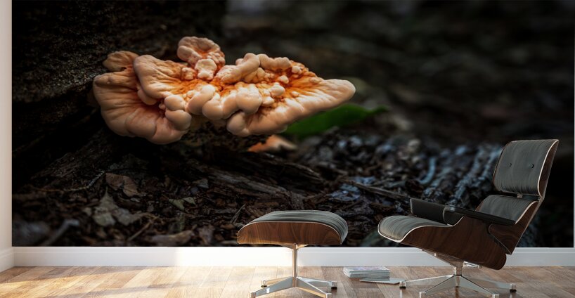 Delaware Fungi: A Lighted Shroom in the Mystical Forest Wall Murals