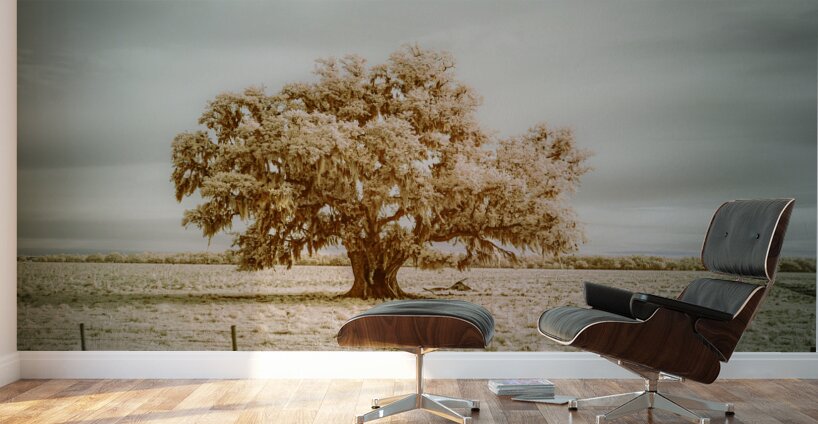 St Bernards Oak Wall Murals