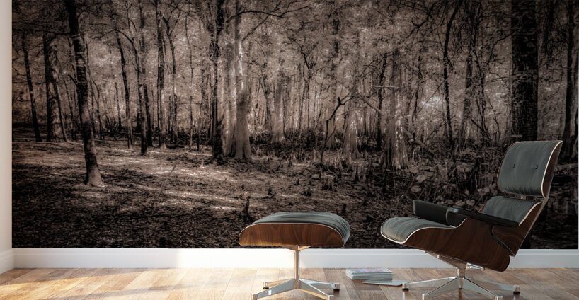 Cypress Shadows at Dawn Wall Murals