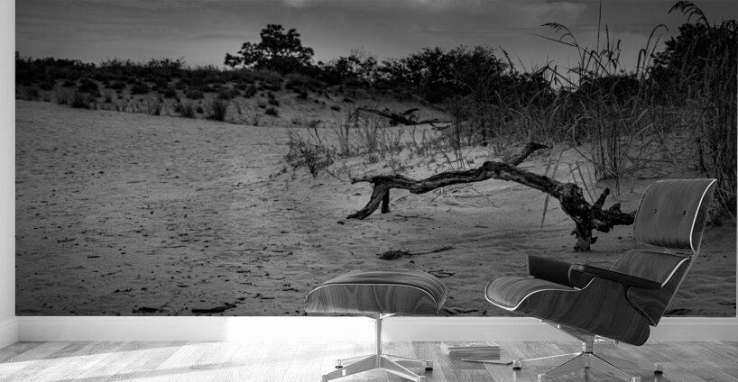 Jockey Ridge Branch Wall Murals
