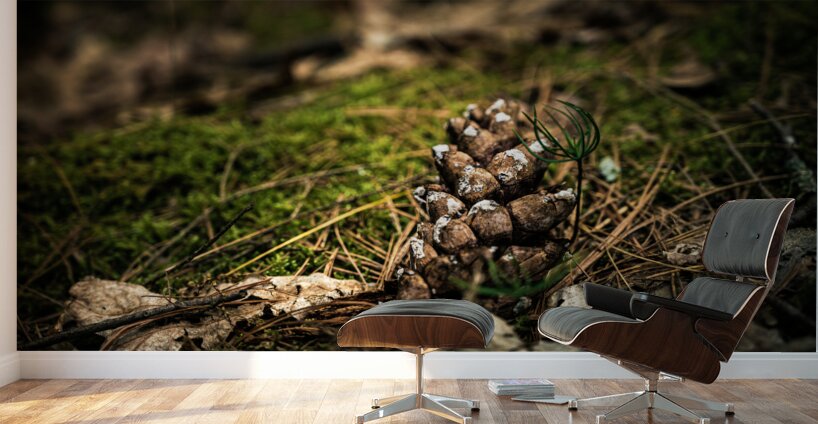 Pine Cone Wall Murals