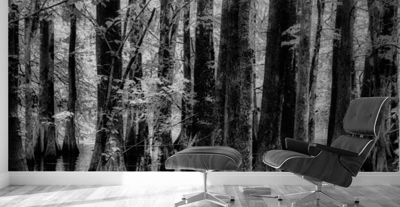 Cypress Whispers Wall Murals