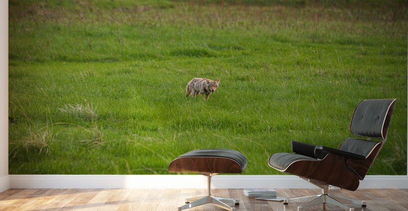 Wild Encounters: The Watchful Eye Wall Murals