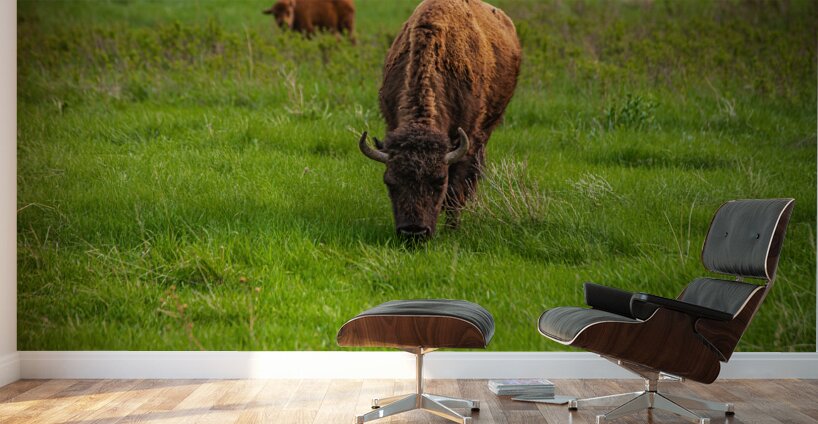 Bison Tales: Grazing in Greatness Wall Murals