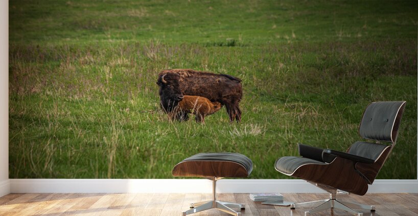 Bison Tales: Herds of the Heartland Wall Murals