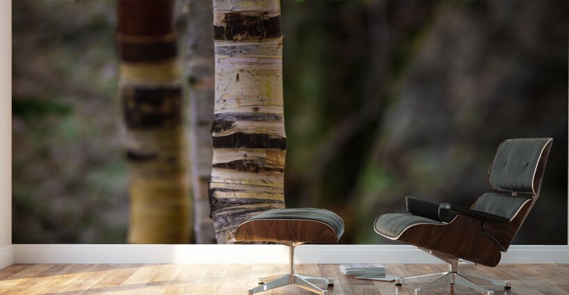 Exploring Sylvan Lake: Capturing the Beauty of Aspen Bark Wall Murals