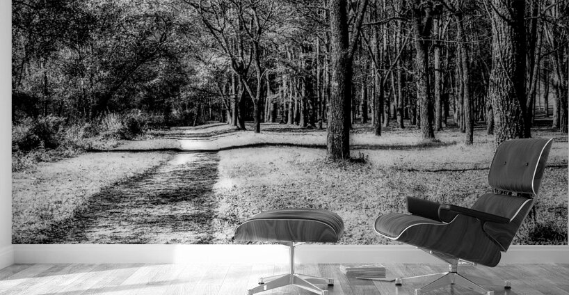 Enchanted Pathways: A Monochrome Overture Wall Murals