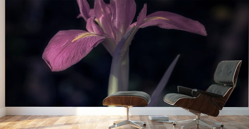 Texas Flower Wall Murals