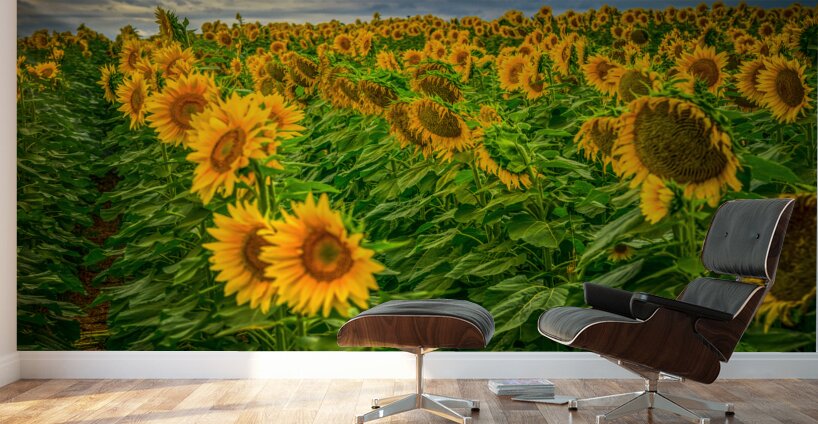 Sad Sunflower Row Wall Murals
