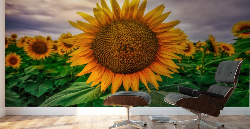 Sunset sunflower Wall Murals