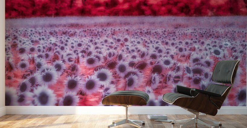 Pink Sunflowers Wall Murals