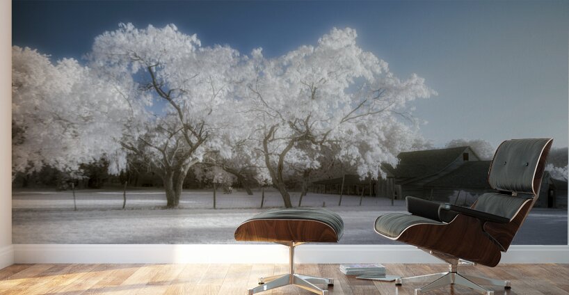 Surreal Barnyard: Glowing Trees in Texas Wall Murals