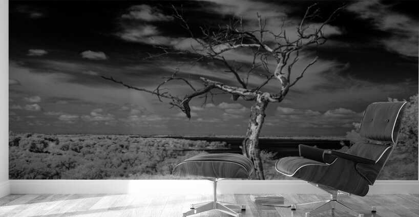 Symphony of Light and Shadow Wall Murals