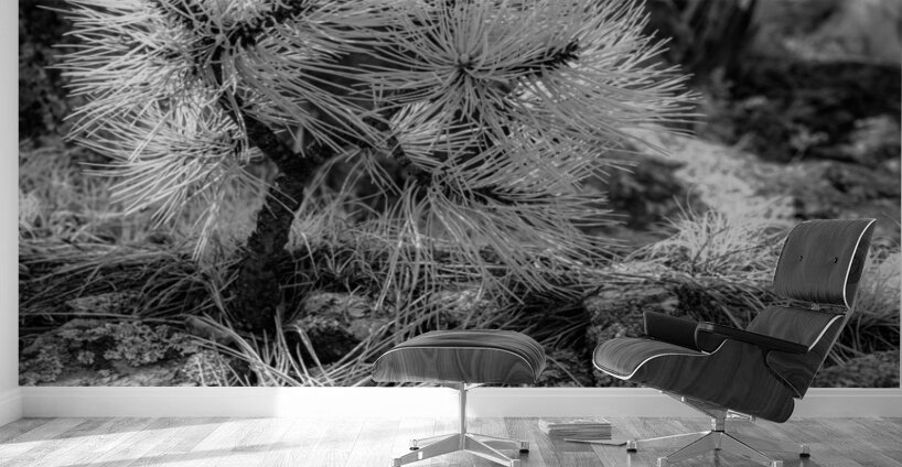 Exploring Sylvan Lake: A Baby Pine Wall Murals