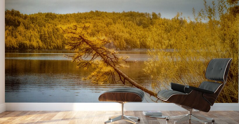 Shadows and Reflections: Overhanging Trees on Center Lake Wall Murals