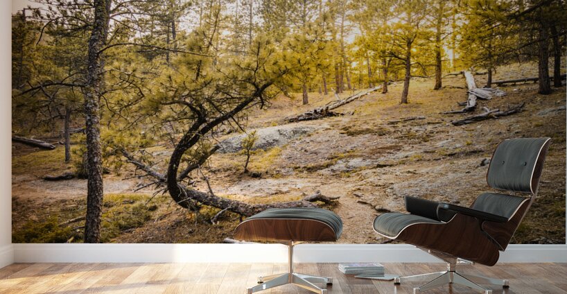 Natures Golden Arc Wall Murals