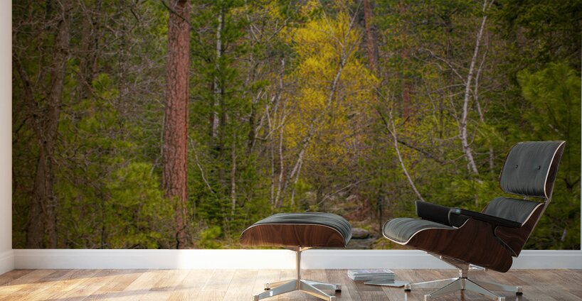 Autumnal Glow: Exploring Grace Coolidge Creeks Vibrant Palette  Wall Murals