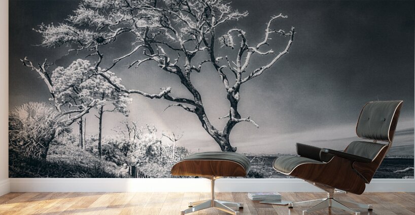 Black Bonsai:  A Botanical Marvel Unveiled on Driftwood Beach Wall Murals