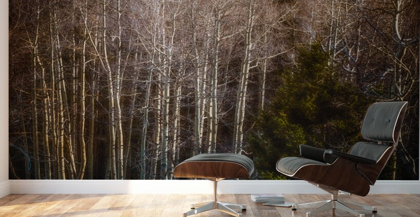 Mueller Aspen Series: Whispers of Fall Wall Murals