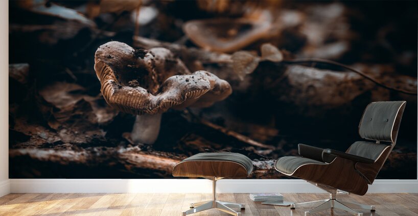 Mystical Fungi: Quiet Contemplation The Sullen Fungus Wall Murals