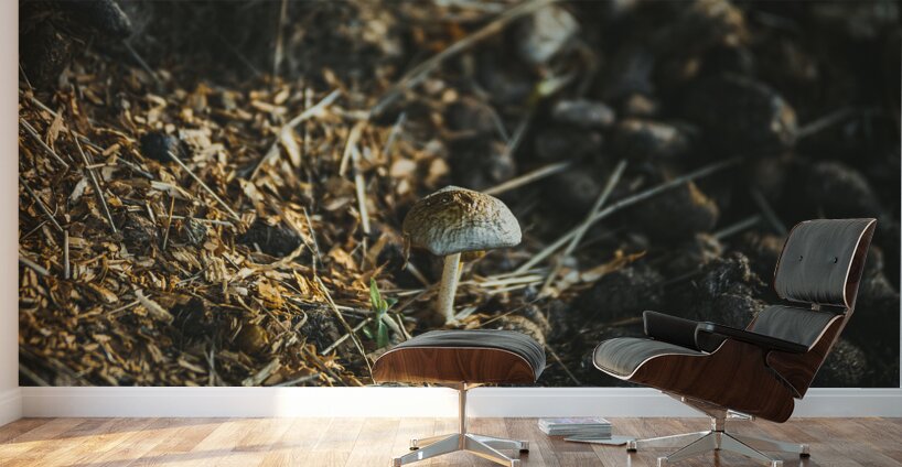 Montana Ranch Shroom: Sunlit Stallion Shroom Wall Murals