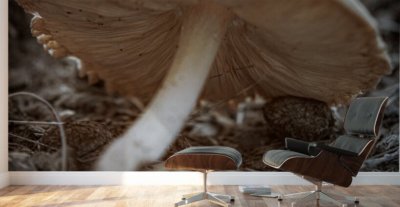 Montana Ranch Shroom: Mountain Meadow Mushroom Wall Murals